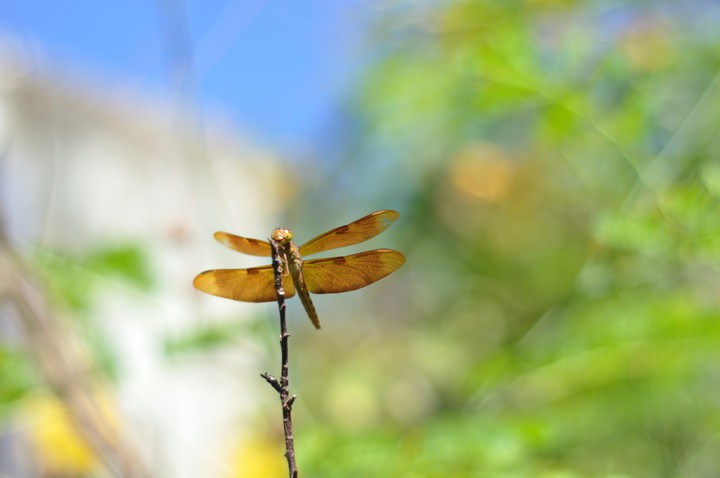 dragonfly