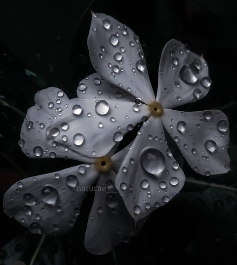 tapety plant, flower