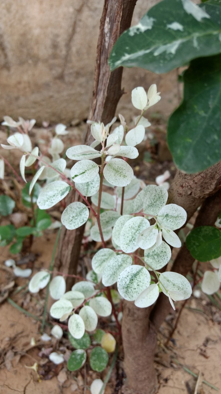 leaf