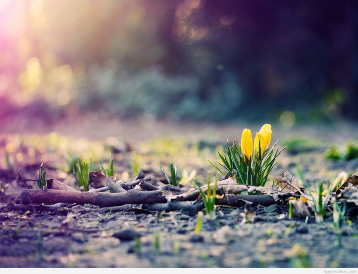 The first spring bloom