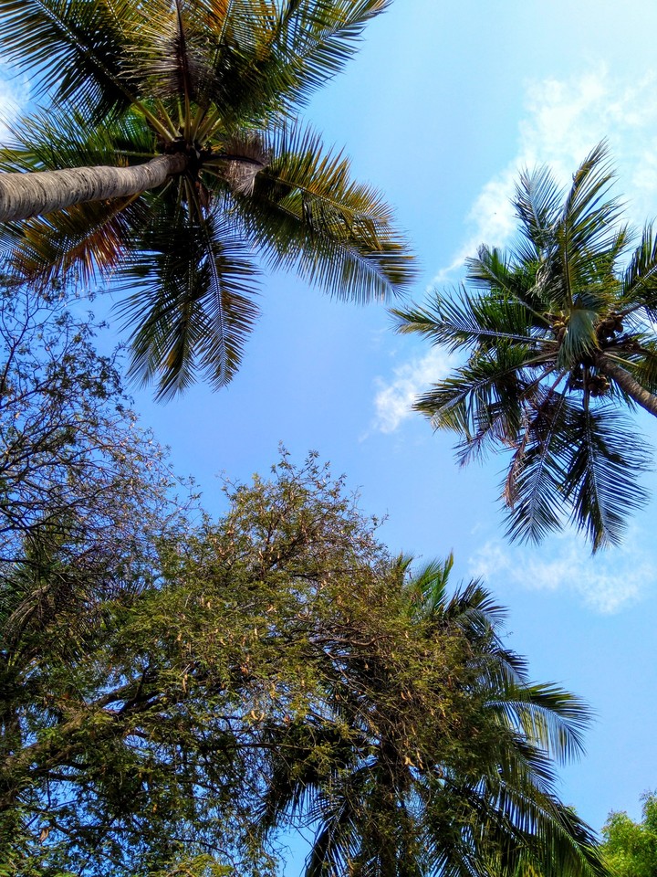 nature