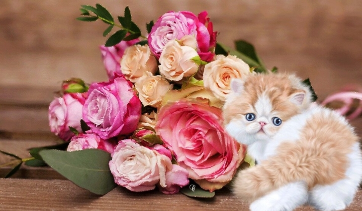 Kitten