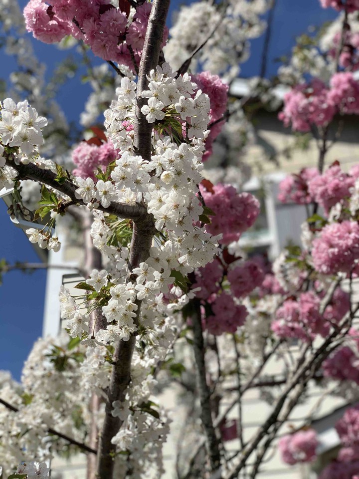 spring photography