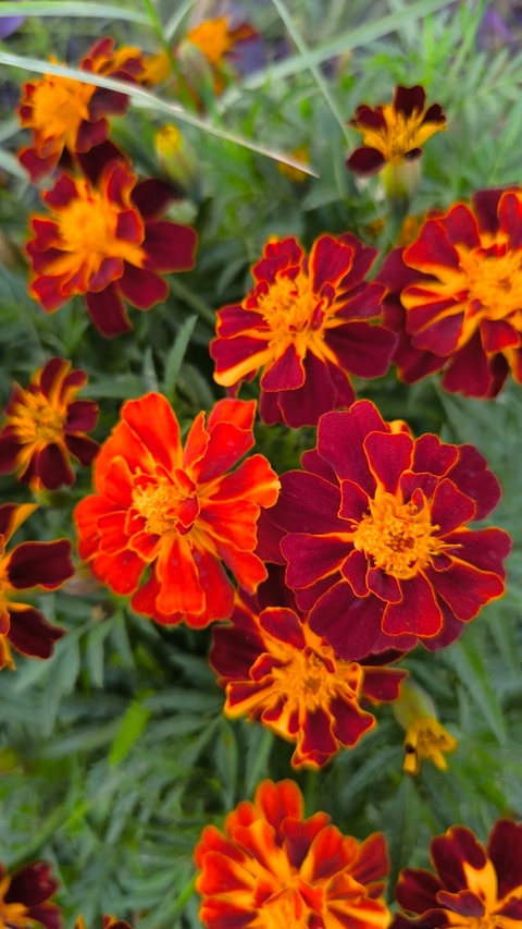 sfondi tagetes, groundcover