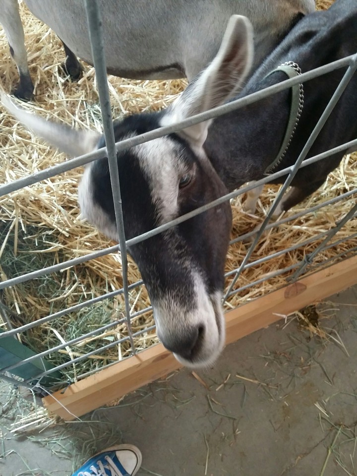 clark county fair (washington)