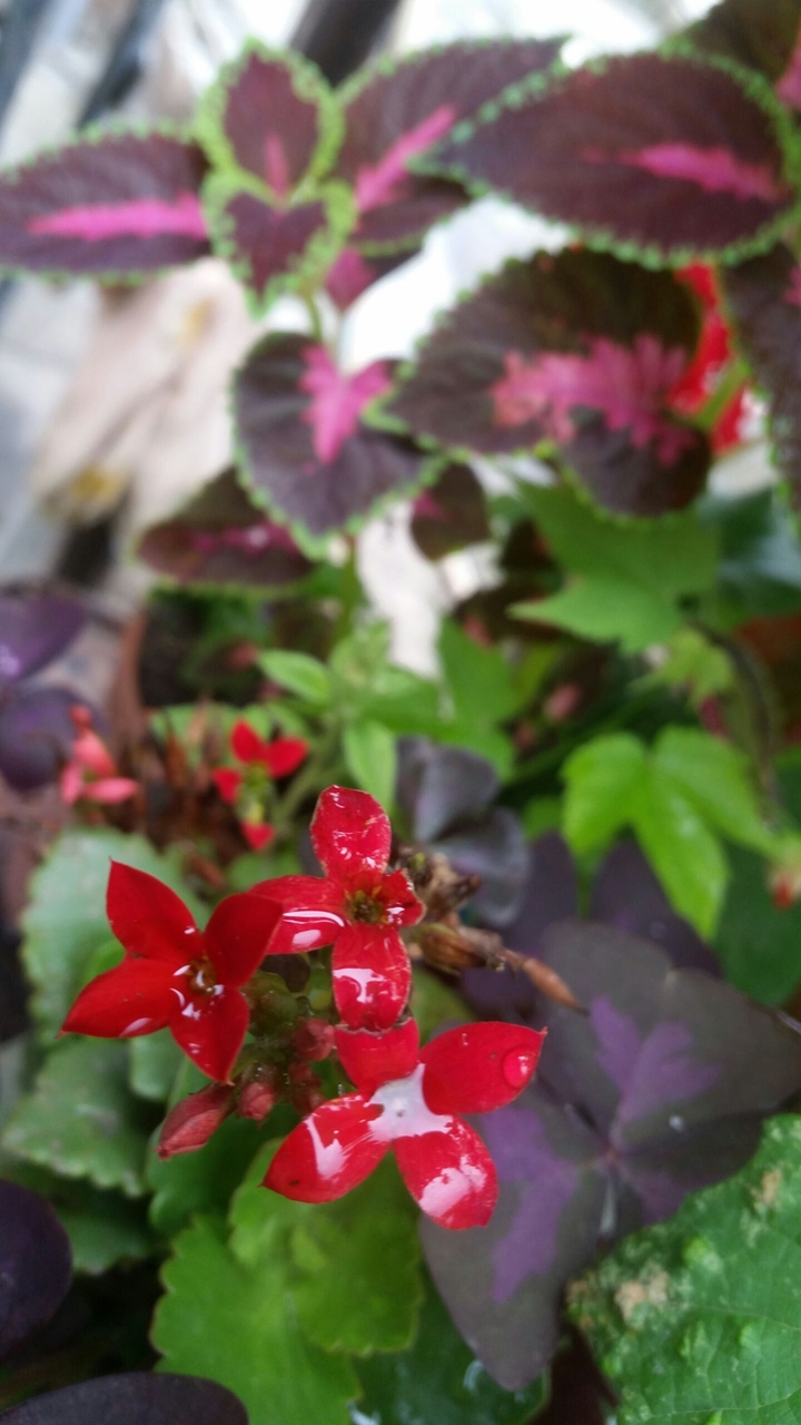 flower in kusar