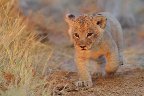 lion