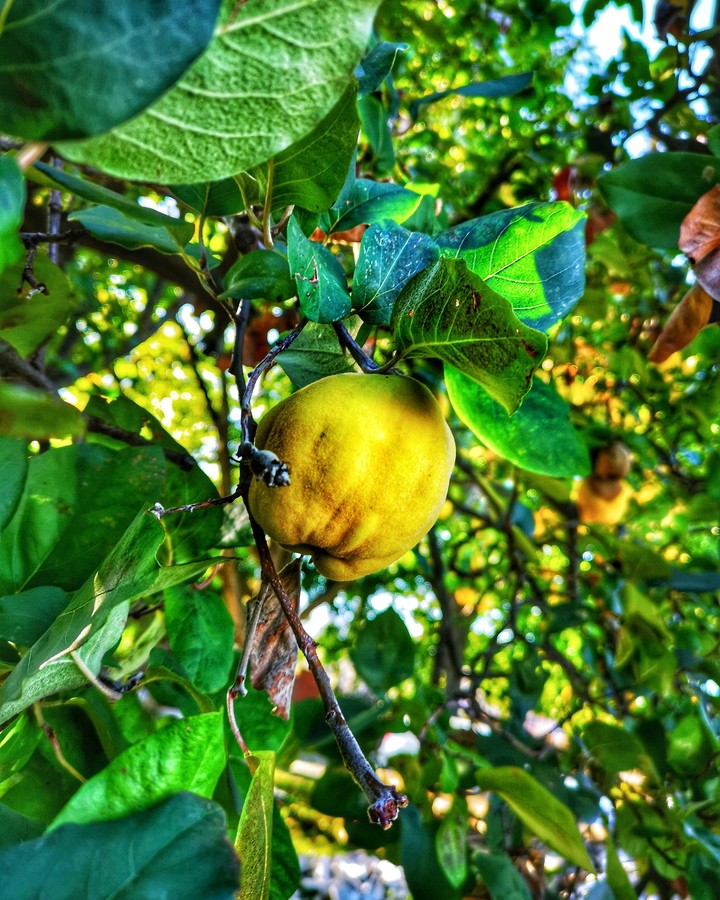yellow fruit