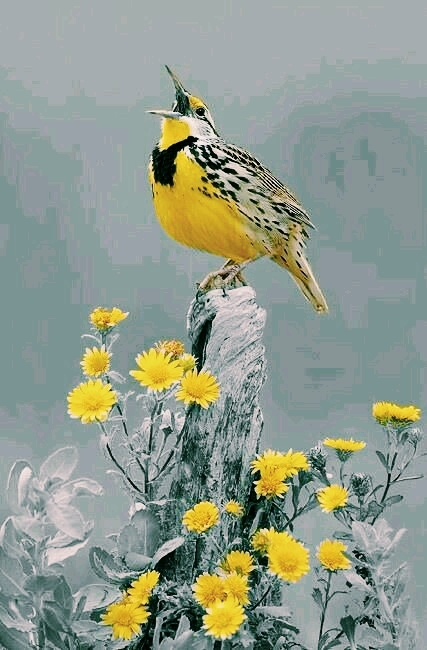 Birdie