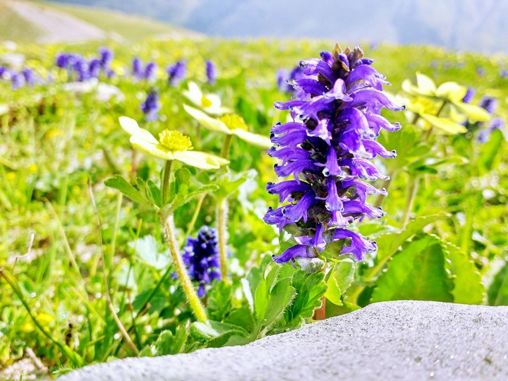 Violette