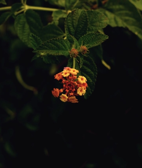 food, flower háttérképek