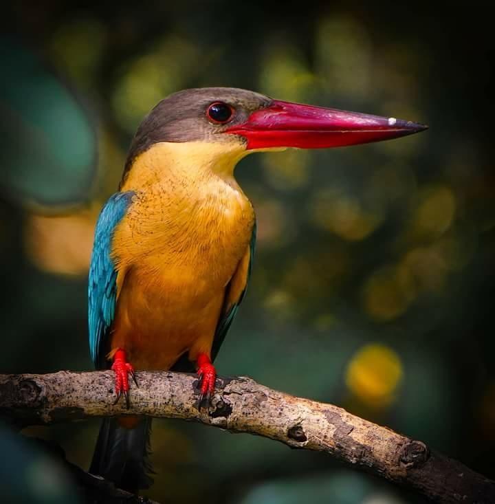 King fisher