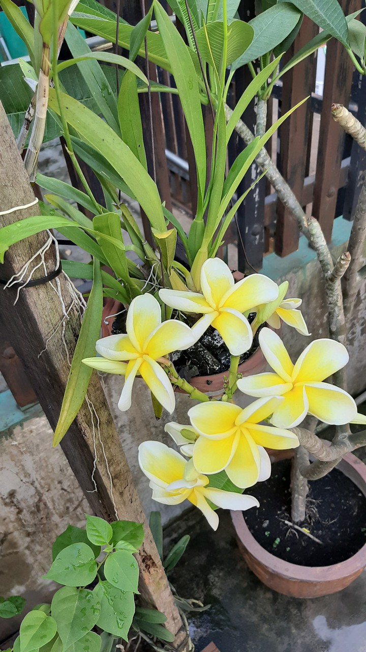 sứ