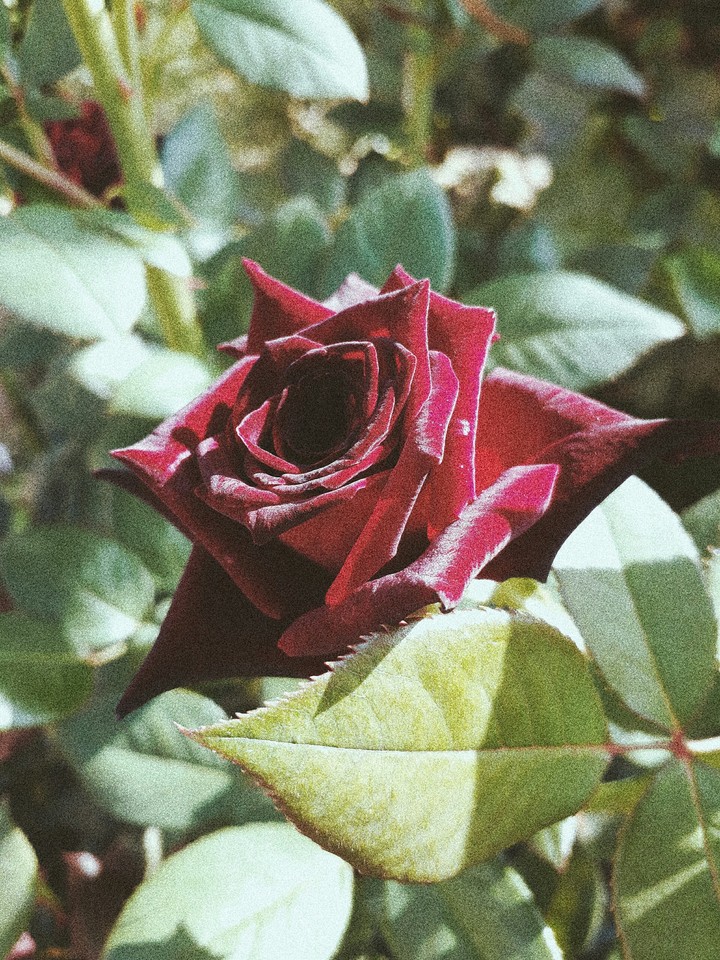 rose flower