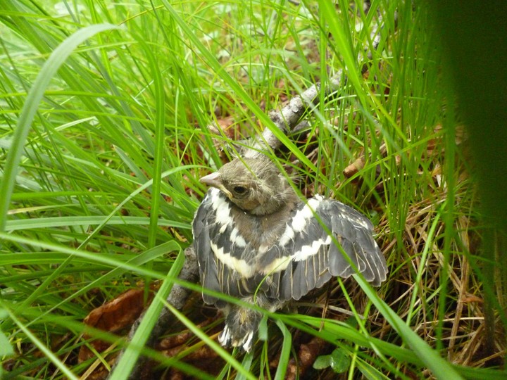 Bird