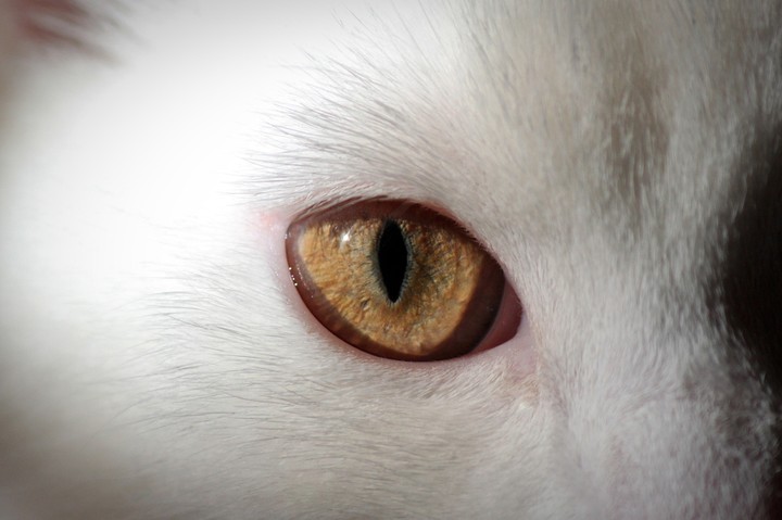 eye