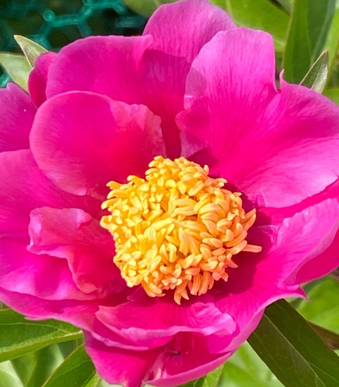 sfondi plant, magenta