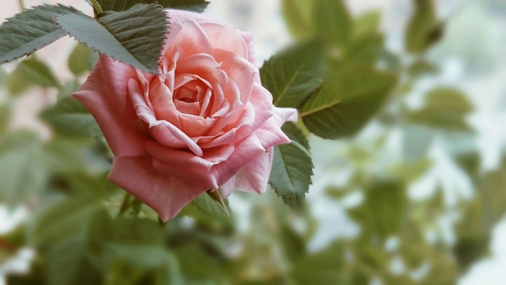 lonly rose