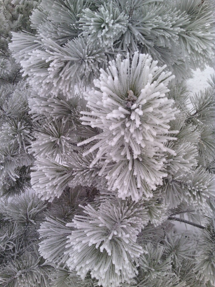 сосна в снегу