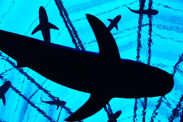 Sharks, Sea Aquarium Singapore