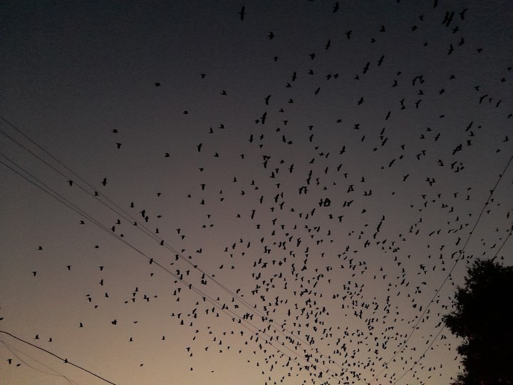 Crows