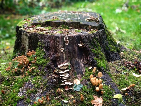 mushrooms in the forest