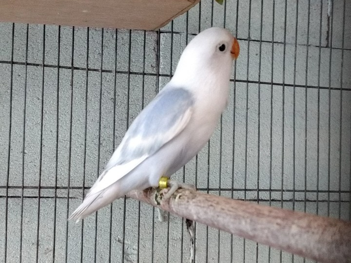 d blue​ opaline​