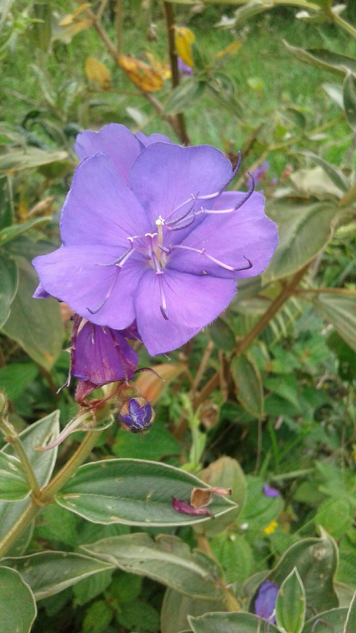 flor