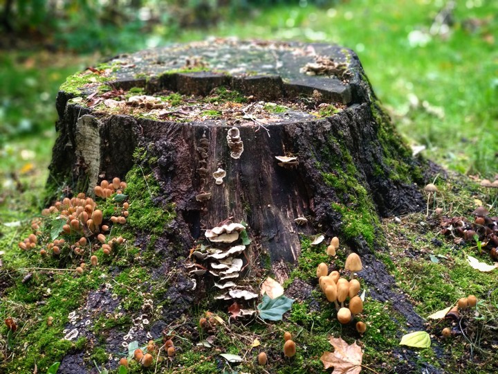 mushrooms in the forest