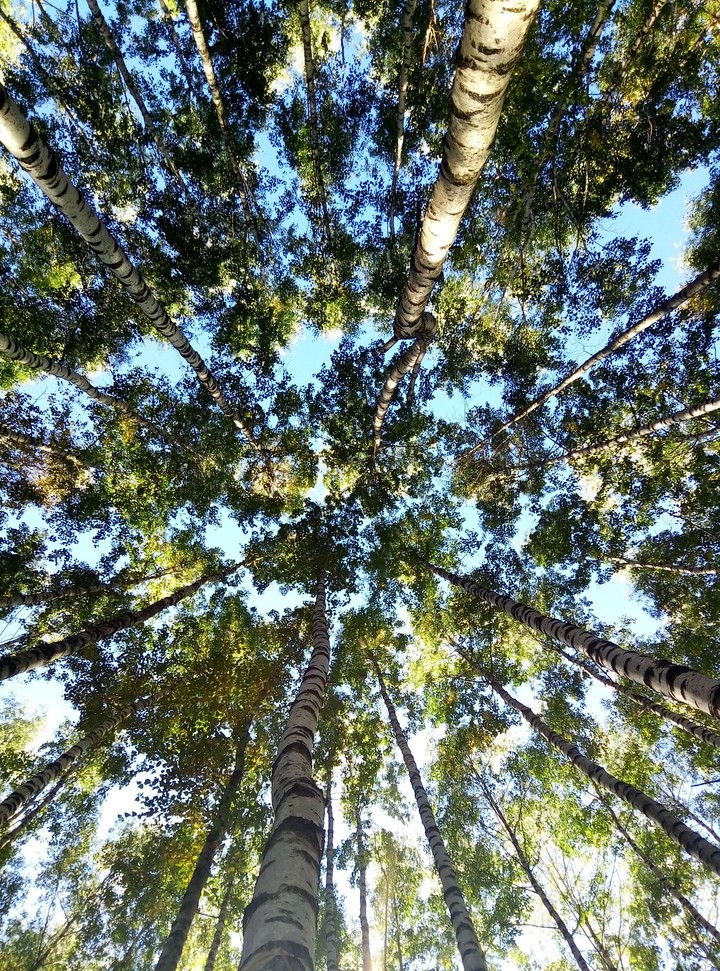BIRCH GROVE