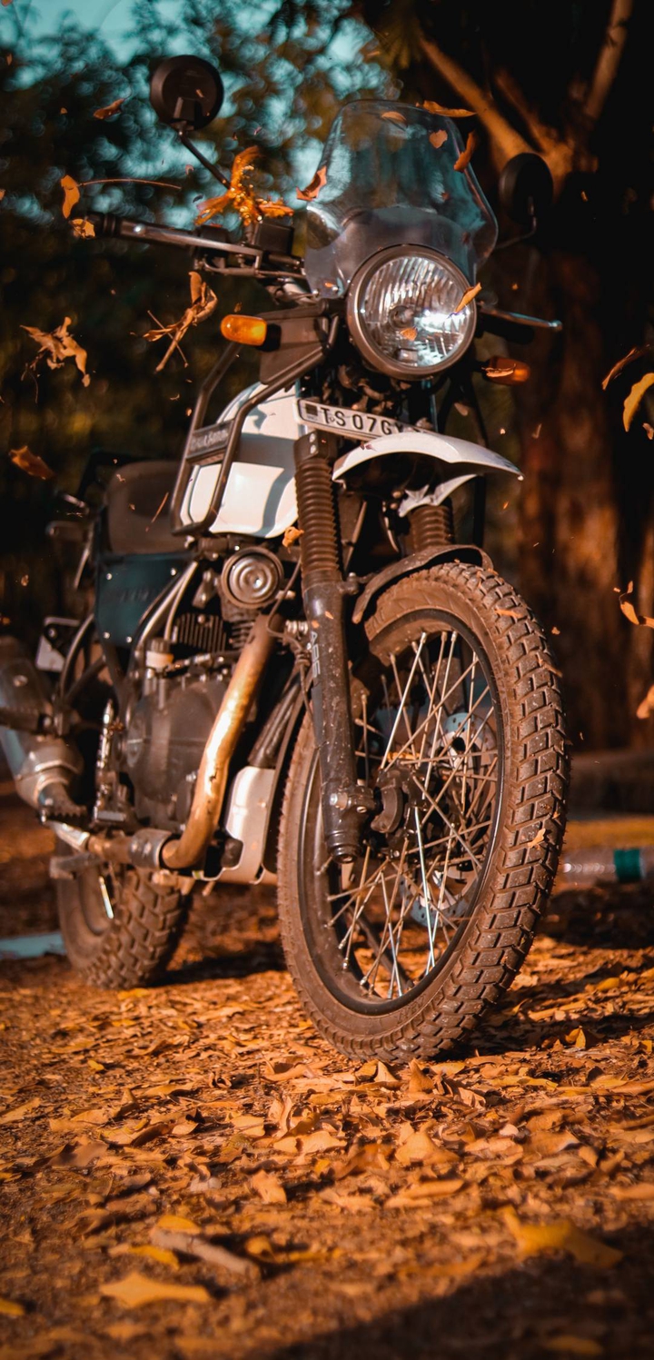 Himalayan
