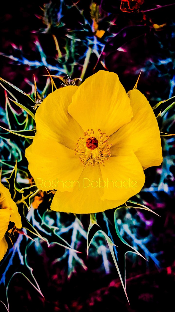 sharp flower