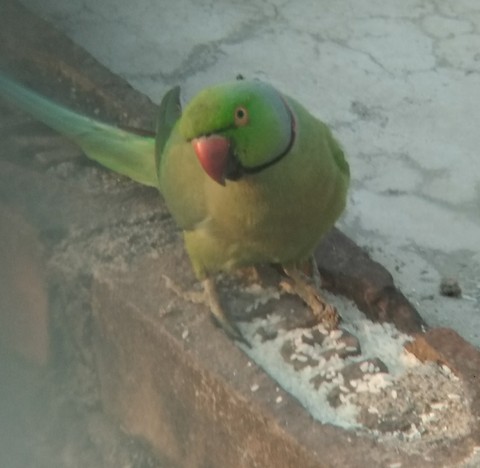 Beautiful Birds