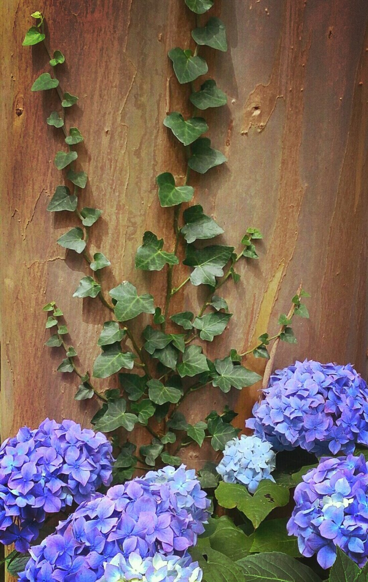 ivy