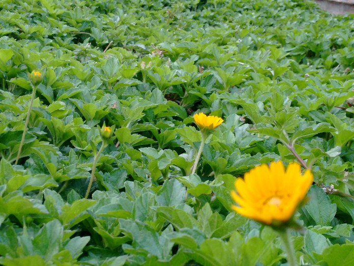 Yellows beauties