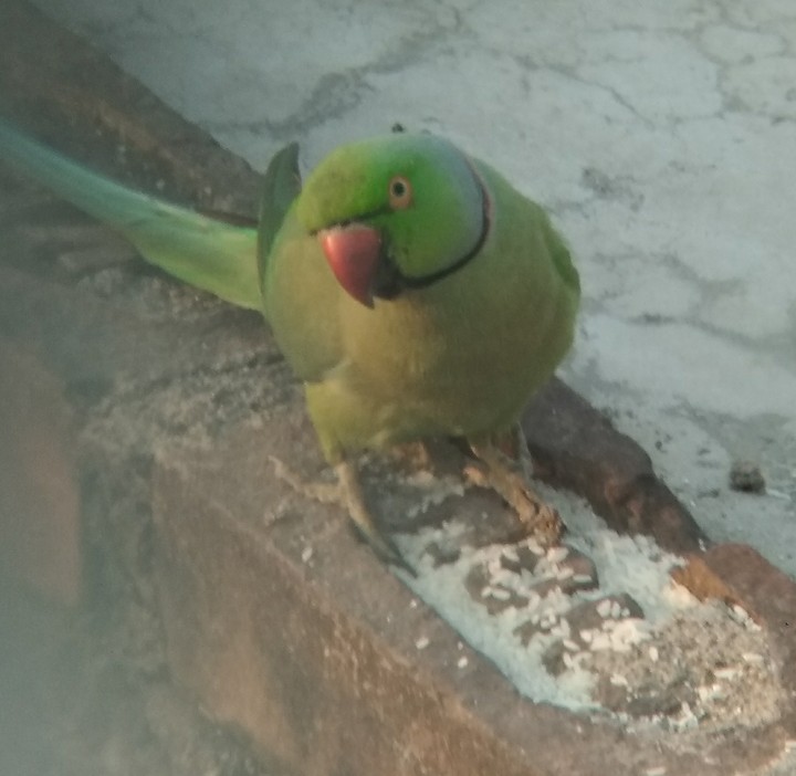 Beautiful Birds