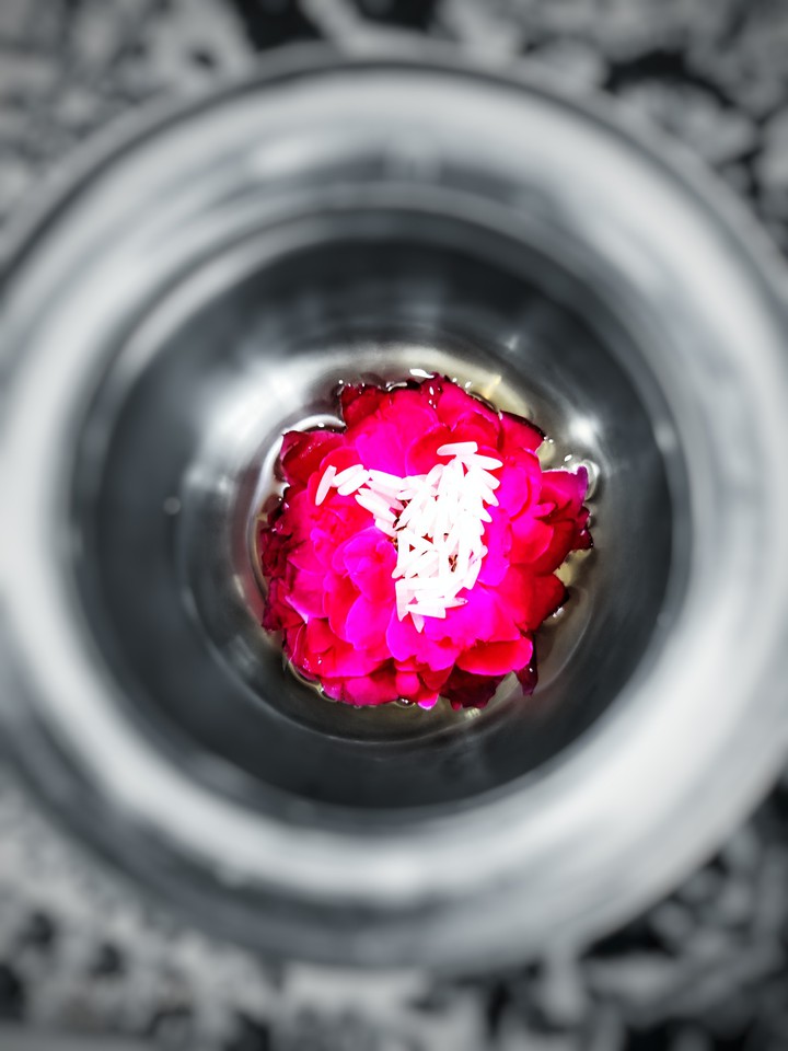 Rose in water