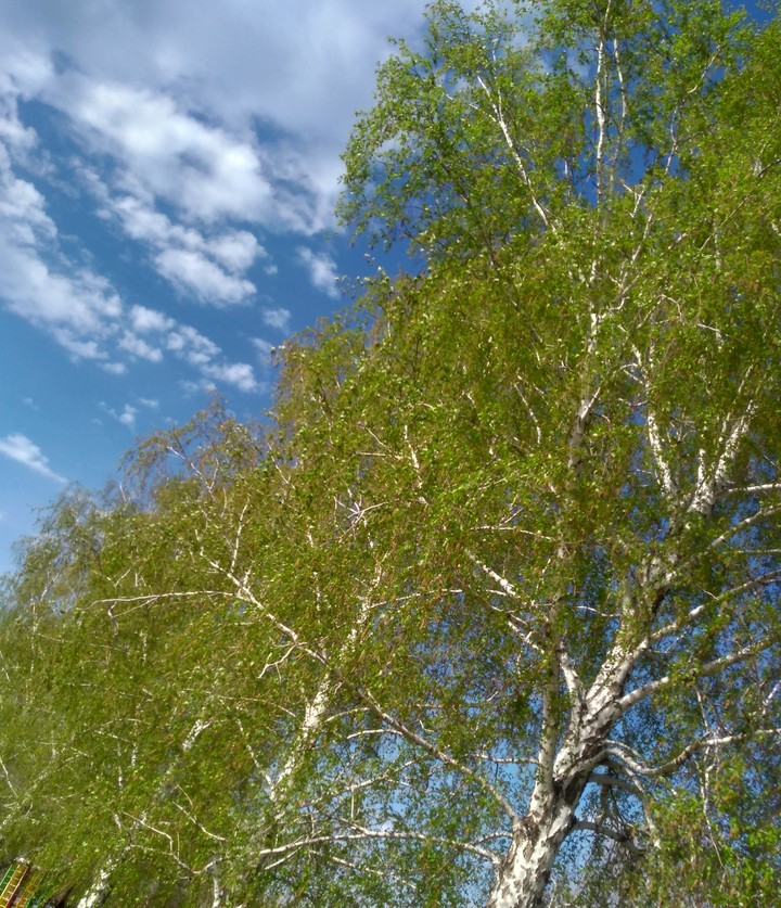 trees