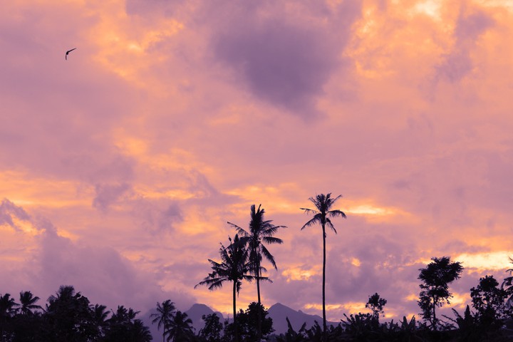 coconut trees