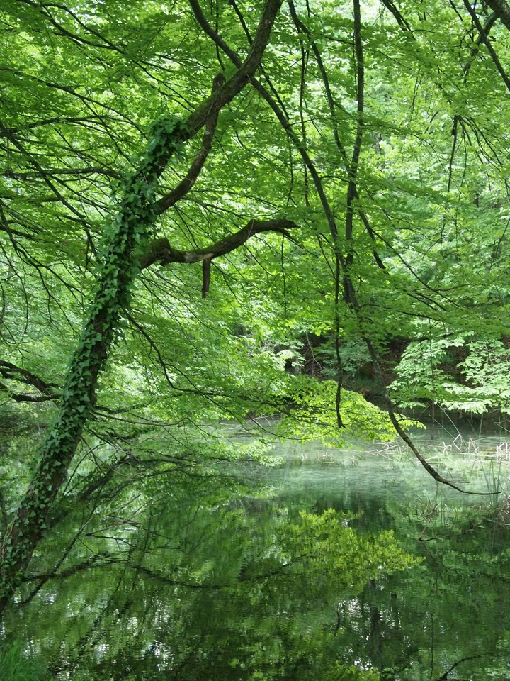 green reflection