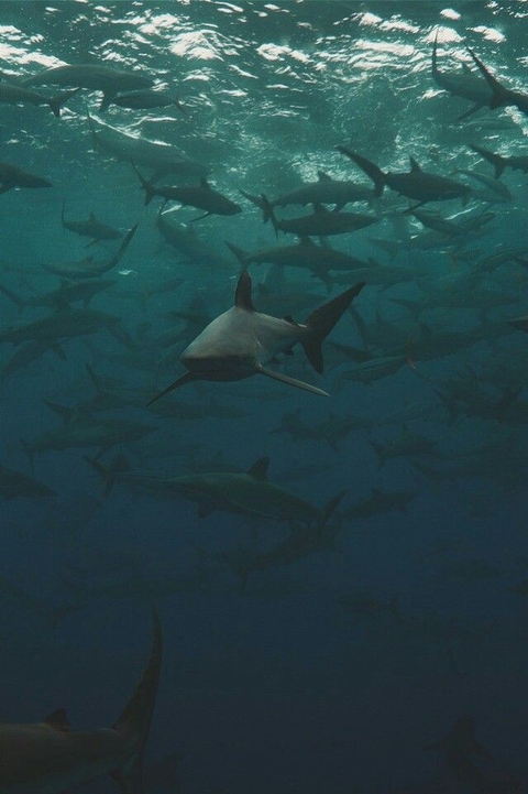 шпалери underwater, Fin