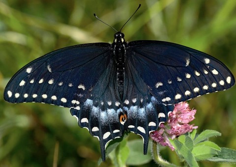sfondi insect, butterfly