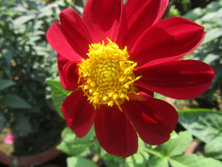 winter flower