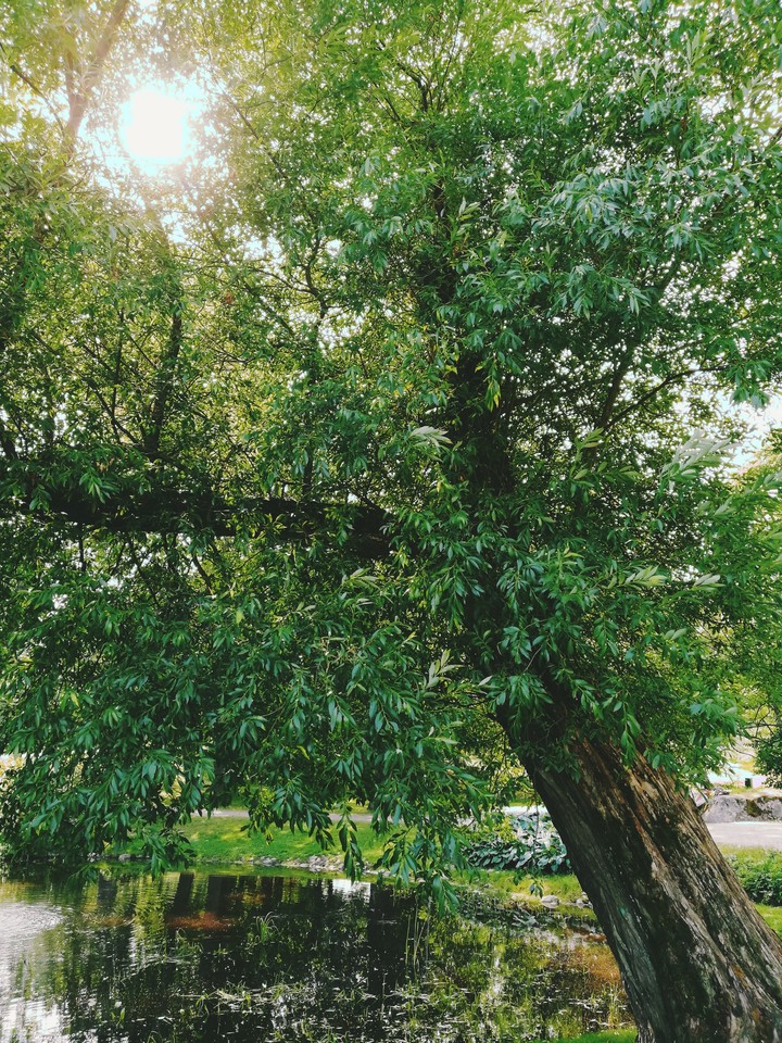 leaf