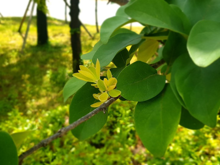 leaf