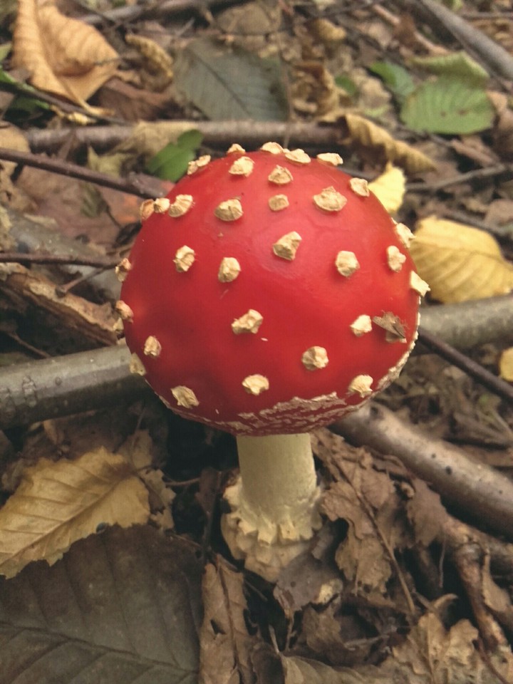 toadstool
