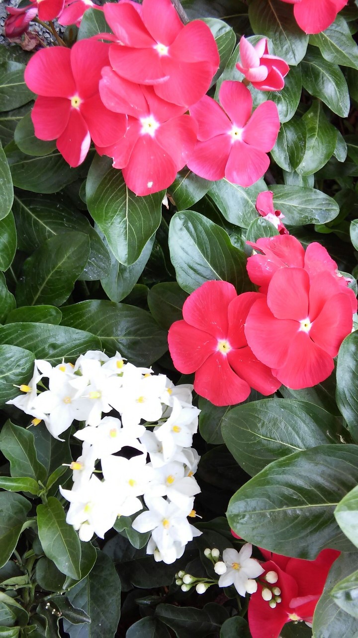 vinca