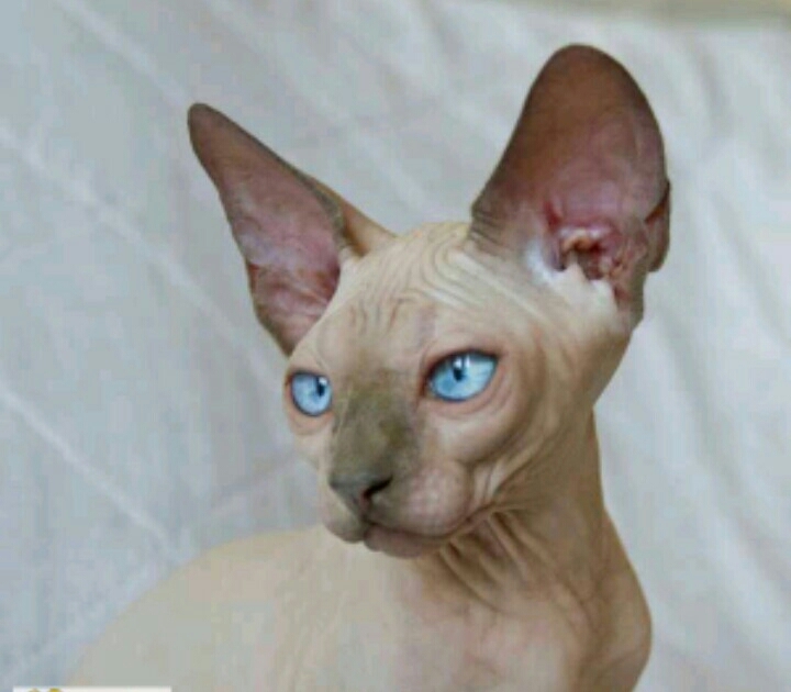 Sphinx