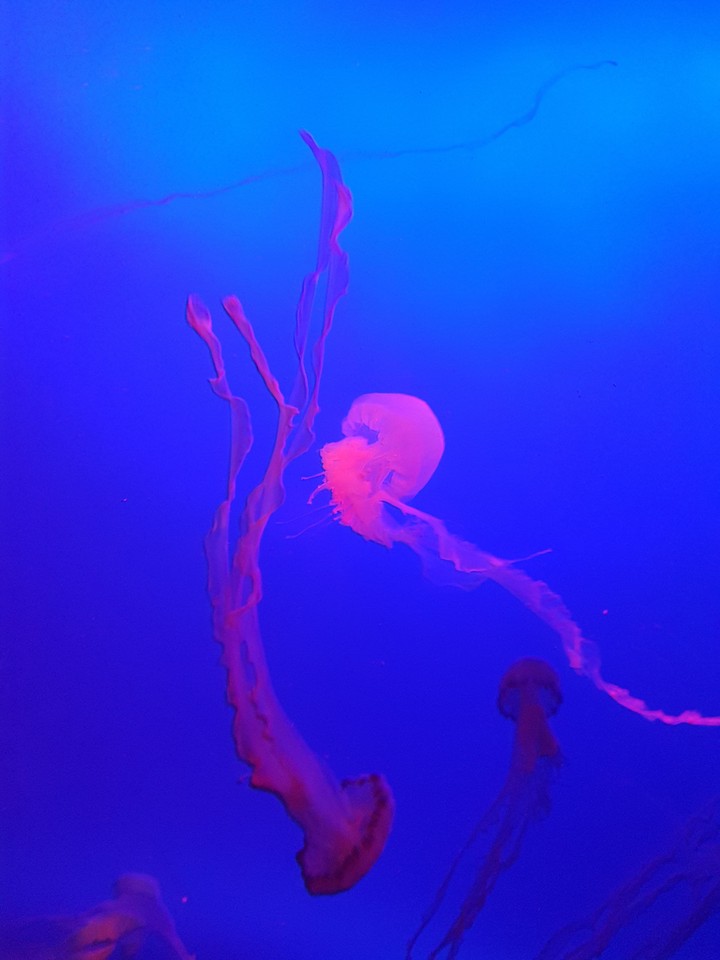 Jelly fish