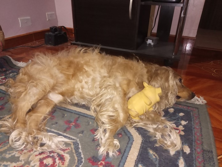 Leo descansando con Pinky